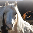 PETTING ZOO & PONY RIDES AT THE FARM AT GARDNER VILLAGE PETTING ZOO & PONY RIDES AT THE FARM AT GARDNER VILLAGE