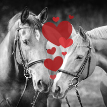VALENTINES HORSE & BUGGY RIDES, DINNER, FLOWER & SWEETS PACKAGE <BR>GARDNER VILLAGE VALENTINES HORSE & BUGGY RIDES, DINNER, FLOWER & SWEETS PACKAGE <BR>GARDNER VILLAGE