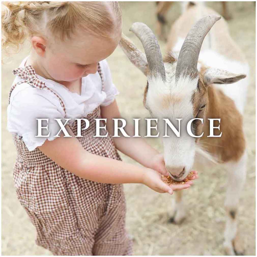 petting zoo at gardner village