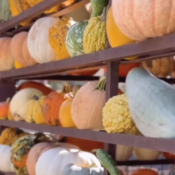 pumpkin house