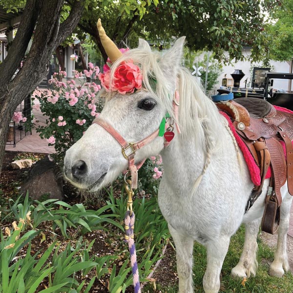 unicorn pony at woodland fairy festival